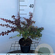 Berberis thunb. 'Rose Glow' 30-40 cm 2,5L