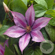 Clematis 'Dorothy Walton' 70 cm 2,0L