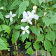 Clematis mont. rubens 150-175 cm 5,0L