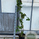Corylus a. 'Contorta' 100-125 cm 7,5L