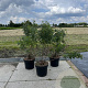 Rosa pimpinellifolia 40-60 cm 7,5L