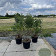 Rosa pimpinellifolia 40-60 cm 7,5L