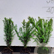 Taxus baccata 20-30 cm P9