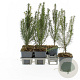 Taxus baccata 20-30 cm P9