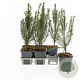 Taxus baccata 20-30 cm P9
