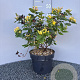 Hypericum i. Magical Beauty 30-40 cm 5,0L