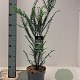 Taxus baccata 40-60 cm 2,0L