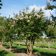 Lagerstroemia 'Natchez' 175-200 cm draadkluit meerstammig