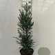 Taxus baccata 80-100 cm 7,5L