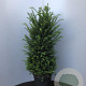 Taxus baccata 80-100 cm 10L