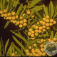 Taxus baccata 80-100 cm 20L