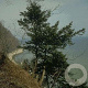 Taxus baccata 80-100 cm 20L