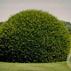 Taxus baccata 80-100 cm 20L