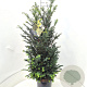 Taxus baccata 80-100 cm 20L
