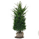 Taxus baccata 100-120 cm met kluit