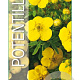 Potentilla f. 'Kobold' 25-30 cm 3,0L