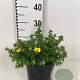 Potentilla f. 'Kobold' 30-40 cm 3,0L