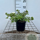 Potentilla f. 'Manchu' 25-30 cm C1.3
