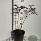 Sambucus nigra Black Lace 40-50 cm 3,0L