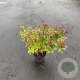 Spiraea jap. 'Anthony Waterer' 20-30 cm P13