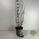 Viburnum opulus 60-80 cm cont. 65L