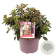 Viburnum tin. 'Eve Price' 25-30 cm 5,0L