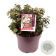 Viburnum tin. 'Eve Price' 25-30 cm 7,5L