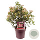 Viburnum tin. 'Gwenllian' 45-50 cm 10L