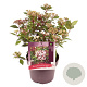 Viburnum tin. Spirit 30-40 cm 5,0L