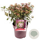 Viburnum tin. Spirit 40-45 cm 10L