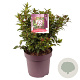 Viburnum tin. Spirit 40-50 cm 13L