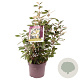 Elaeagnus ebb. 'Compacta' 60-70 cm 7,5L