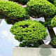 Taxus cuspidata 200-250 cm container solitair 2-3 tak