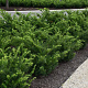Taxus media 'Densiformis' 100-125 cm 45L bonsai