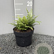Polystichum set. 'Prol. Wollaston' GM 2,0L