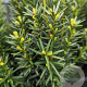 Taxus media 'Hicksii' 150-175 cm container pompon