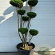 Taxus media 'Hicksii' 175-200 cm container pompon