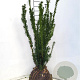 Taxus media 'Hillii' 60-80 cm met kluit