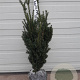 Taxus media 'Hillii' 60-80 cm met kluit