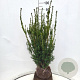 Taxus media 'Hillii' 80-100 cm met kluit