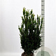 Taxus media 'Hillii' 80-100 cm met kluit