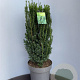 Taxus media 'Hillii' 210 cm cont. 150L meerstammig cilinder