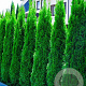 Thuja occidentalis 'Smaragd' 120-140 cm met kluit