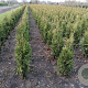 Thuja occ. 'Brabant' 140-160 cm met kluit