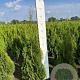 Thuja occ. 'Smaragd' 80-100 cm met kluit