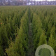 Thuja occ. 'Smaragd' 80-100 cm met kluit