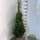 Thuja occ. 'Smaragd' 80-100 cm 4,0L