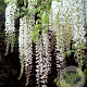 Wisterialor. 'Longissima Alba' 325-350 cm container Gestokt