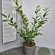 Sarcococca confusa GM 1.5