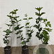 Viburnum opulus 60-80 cm 2,5L